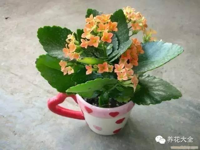 家里种什么植物风水好又旺财（客厅摆放什么植物好？）
