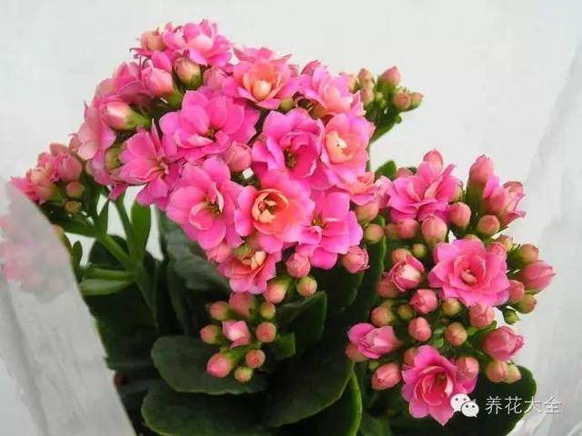 家里种什么植物风水好又旺财（客厅摆放什么植物好？）