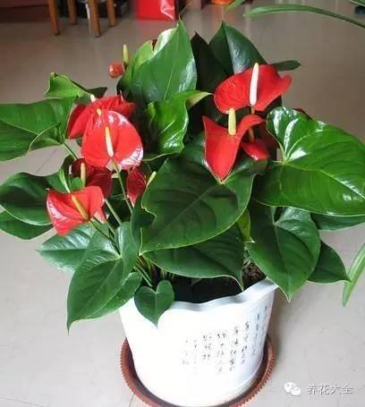 家里种什么植物风水好又旺财（客厅摆放什么植物好？）