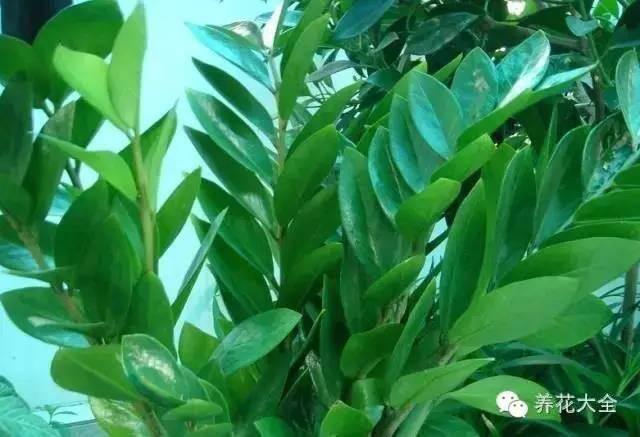 家里种什么植物风水好又旺财（客厅摆放什么植物好？）
