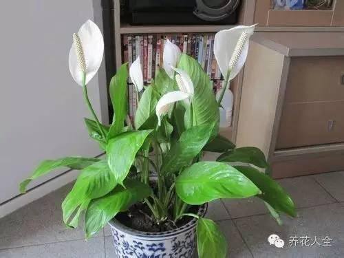家里种什么植物风水好又旺财（客厅摆放什么植物好？）