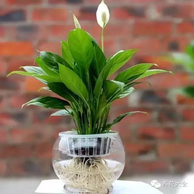 家里种什么植物风水好又旺财（客厅摆放什么植物好？）