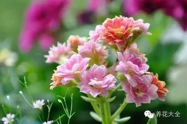 家里种什么植物风水好又旺财（客厅摆放什么植物好？）