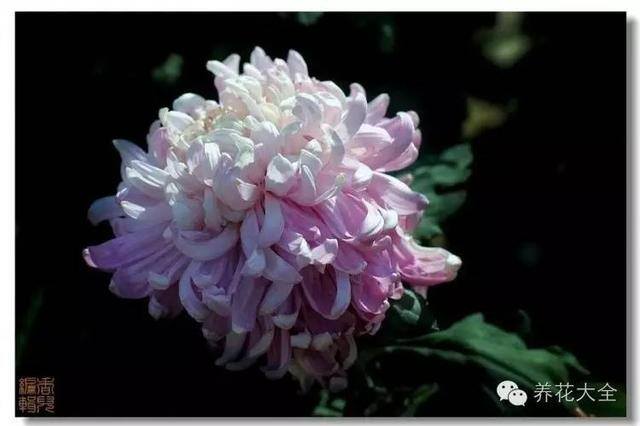家里种什么植物风水好又旺财（客厅摆放什么植物好？）
