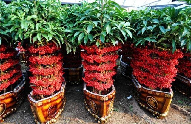 家里种什么植物风水好又旺财（客厅摆放什么植物好？）