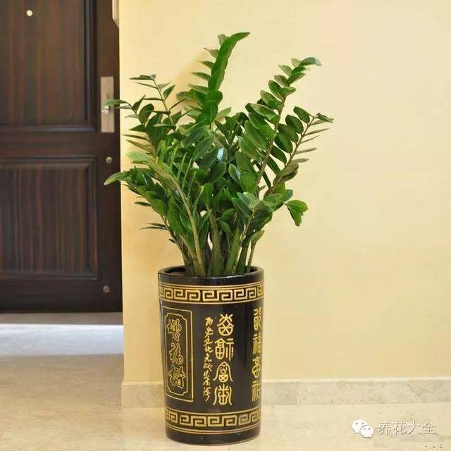 家里种什么植物风水好又旺财（客厅摆放什么植物好？）
