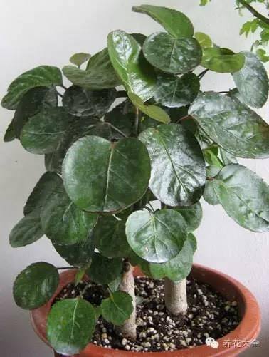 家里种什么植物风水好又旺财（客厅摆放什么植物好？）