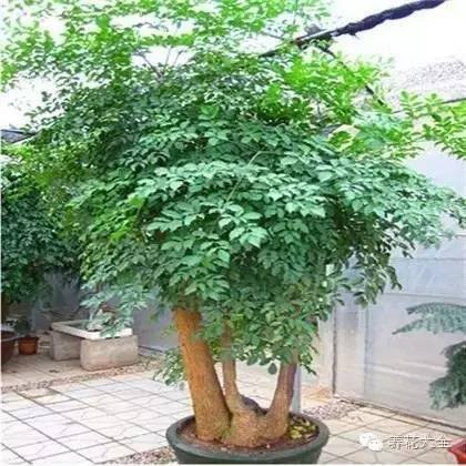家里种什么植物风水好又旺财（客厅摆放什么植物好？）