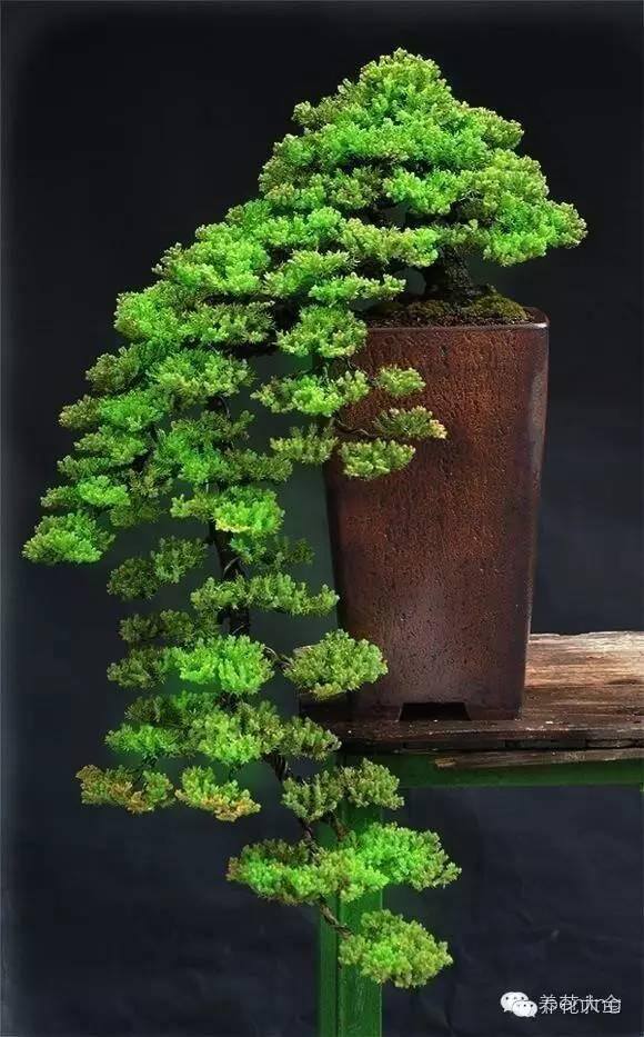 家里种什么植物风水好又旺财（客厅摆放什么植物好？）