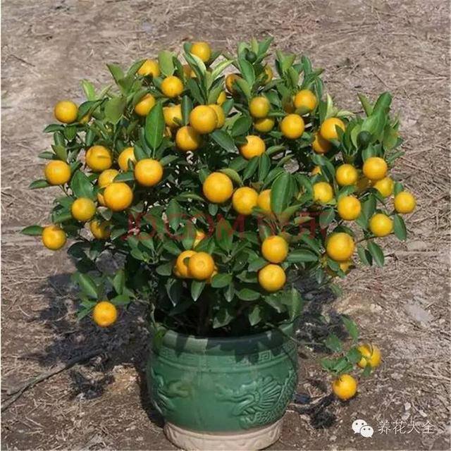 家里种什么植物风水好又旺财（客厅摆放什么植物好？）