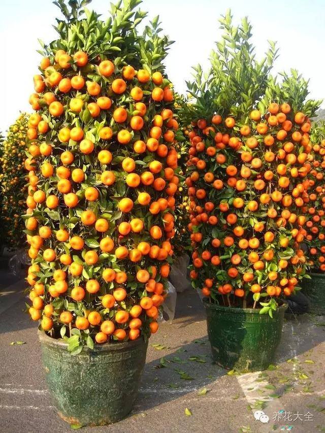 家里种什么植物风水好又旺财（客厅摆放什么植物好？）