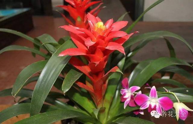 家里种什么植物风水好又旺财（客厅摆放什么植物好？）