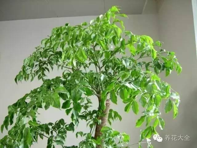 家里种什么植物风水好又旺财（客厅摆放什么植物好？）