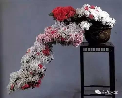 家里种什么植物风水好又旺财（客厅摆放什么植物好？）