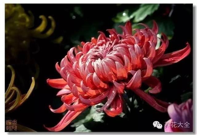 家里种什么植物风水好又旺财（客厅摆放什么植物好？）