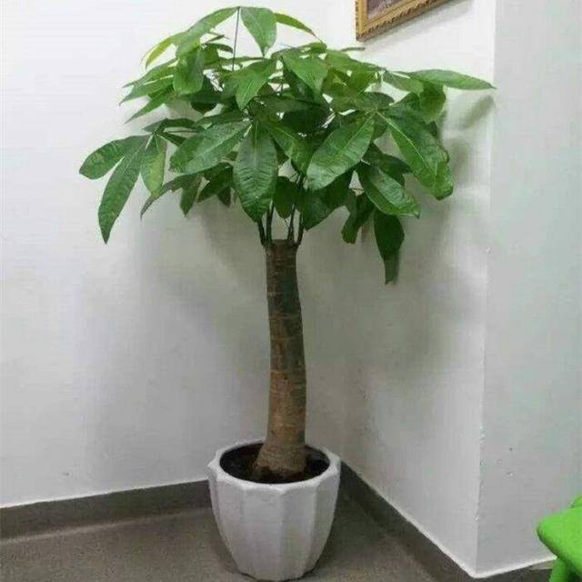 发财树摆放在客厅哪里最旺（在家居风水上，只有位置摆放对了，才会富贵招财，您别摆错了哦）