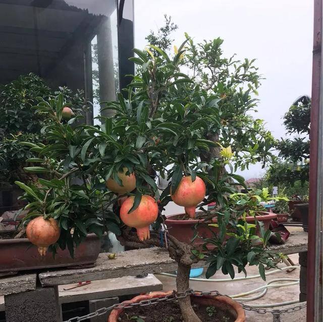 小型室内种植致富（阳台种上这几种水果树，果子多又甜蜜，好吃又好看！）