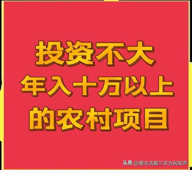 农村种什么最挣钱最快（投资不大，年入十万以上的农村项目）