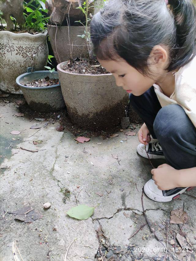 家里有蚂蚁怎么消除蚂蚁（如何消灭蚂蚁？）