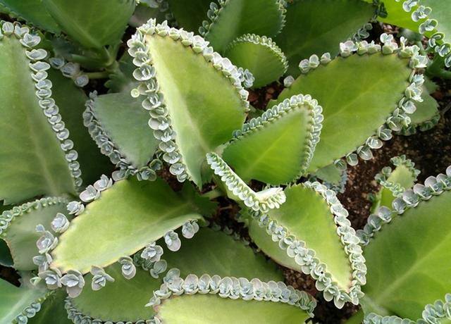家庭养殖业什么最赚钱（这4种植物，养上一盆，就能繁殖上百棵小苗）