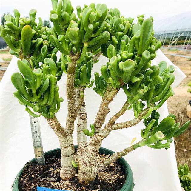 发财树放在客厅什么位置好（客厅养这几种植物，寓意着财运亨通，财运亨通）
