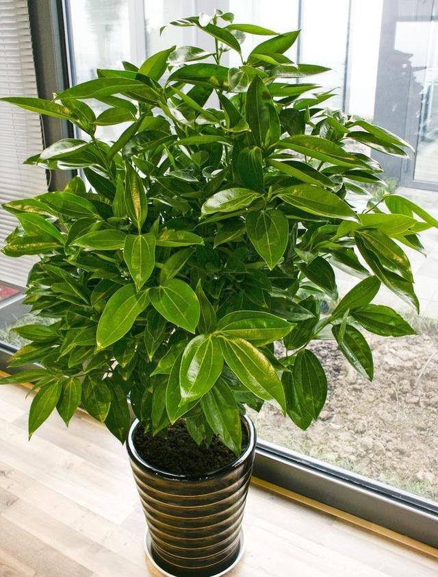 发财树放在客厅什么位置好（客厅养这几种植物，寓意着财运亨通，财运亨通）