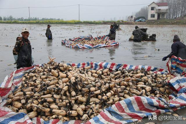 投资10元1小时赚百元（农村小伙挖藕，一天收入500多元）