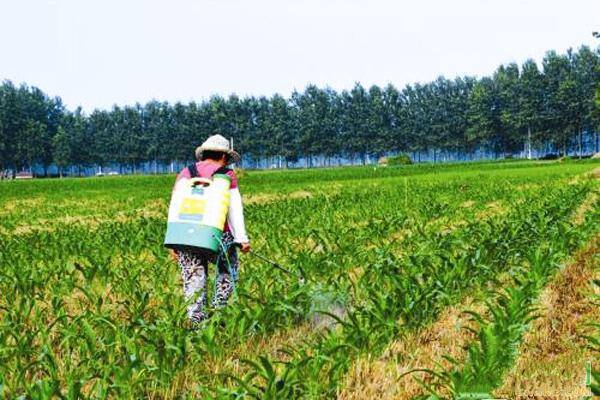 种玉米一亩地能赚多少钱（农民种植玉米，每亩地能赚多少钱？）