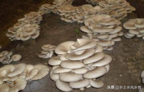 在家赚钱的方法（农民在农村建筑工地上做什么？）
