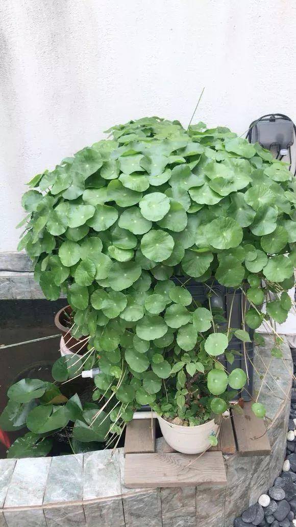 种花赚钱的软件（家里养芦荟，养成这样，一盆变多盆！）