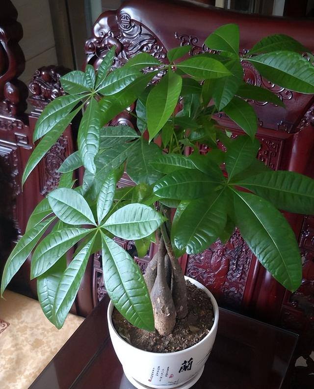 家里阳台种什么植物风水好又旺财（家里养这6种植物，寓意着招财进宝，寓意着财运好）
