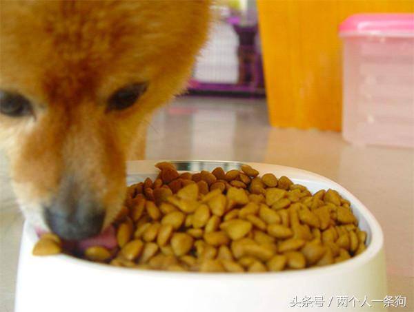 养狗挣钱吗（养一只狗到底需要花费多少钱？）