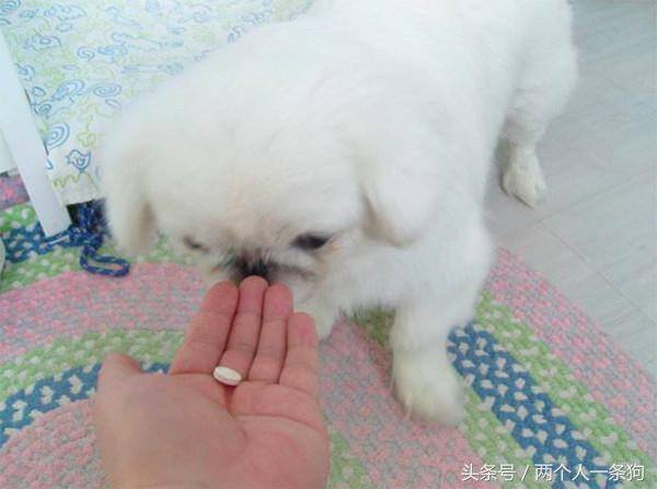 养狗挣钱吗（养一只狗到底需要花费多少钱？）