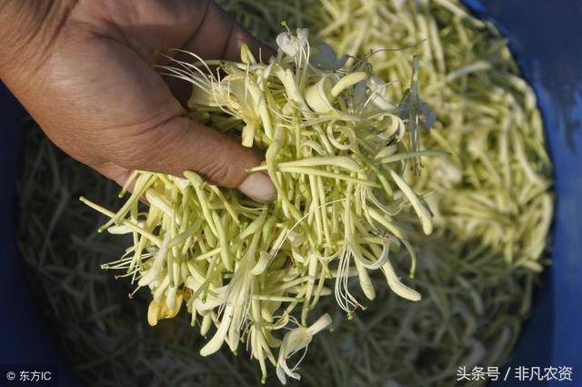 种植什么药材最赚钱（未来5年稀缺药材有哪些？）