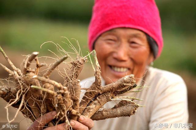种植什么药材最赚钱（未来5年稀缺药材有哪些？）