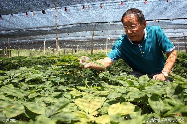 种植什么药材最赚钱（未来5年稀缺药材有哪些？）