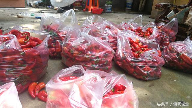 种辣椒一年一亩赚多少钱（包地搞种植，能不能赚到钱？）