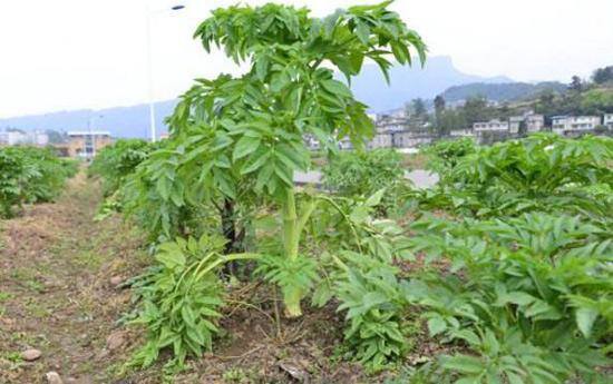 种植什么药材好（中药材种植技术分析）