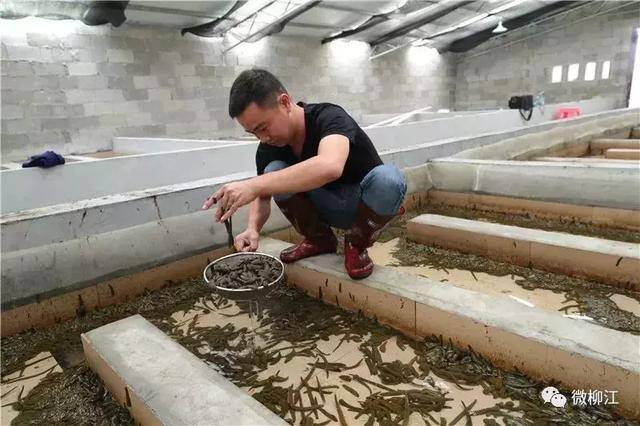 致富从养妖开始（农村小伙养水蛭，年入百万！）