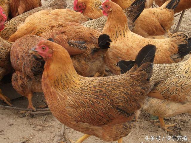 农村散养鸡1000只需投资多少（散养1000只肉用土鸡，需要多少成本？）