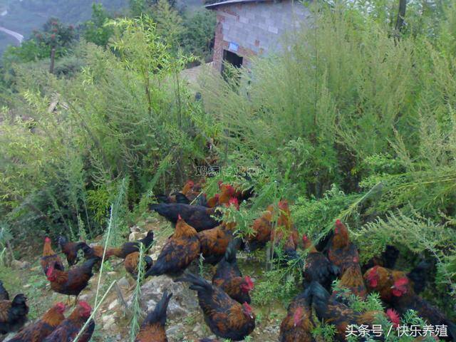 农村散养鸡1000只需投资多少（散养1000只肉用土鸡，需要多少成本？）