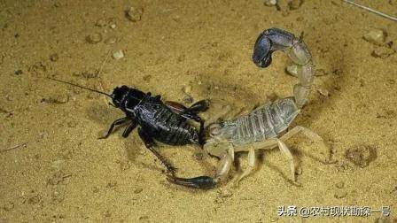 养100只蝎子一年的利润（蝎子养殖的成活率大吗？）