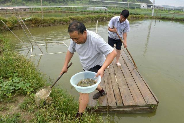 养泥鳅一亩投资多少钱（泥鳅养殖，今年1斤赔3块，今年1斤赔多少钱？）