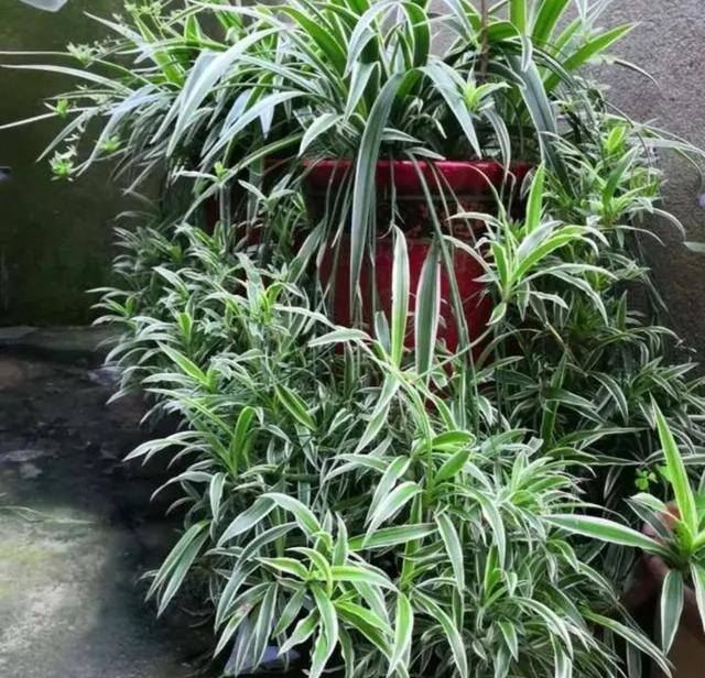 家庭养殖业什么最赚钱（这4种植物，养上一盆，就能繁殖上百棵小苗）