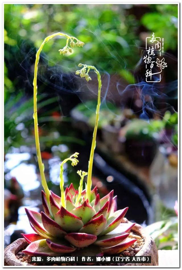七彩糯糯摆摊挣钱吗（【娜小娜的生活日记】）