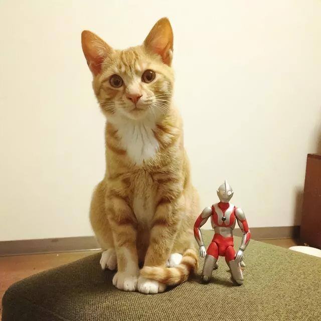 养猫好吗（养猫有这7大好处！不瞒你说，这是有科学依据的，别不信！）