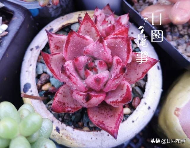 10种公认阳台最好养的多肉（阳台养多肉植物，光照不足，叶片会徒长的5种品种）