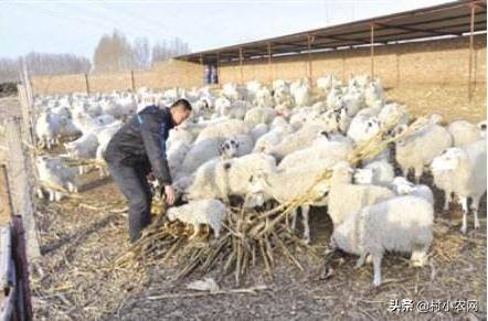 农村什么养殖销路好（如今农村除了养猪能赚钱外，养殖什么销路好又能多赚钱？）