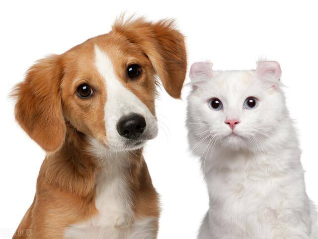 猫和狗能一起养吗（猫咪的高冷气质我是领略过了）