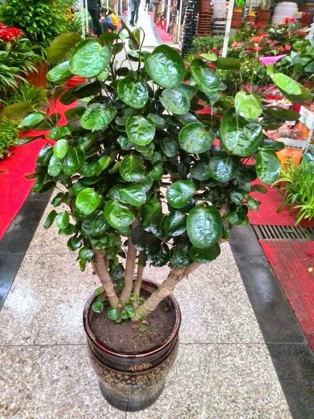 发财树放在客厅什么位置好（客厅养这几种植物，寓意着财运亨通，财运亨通）